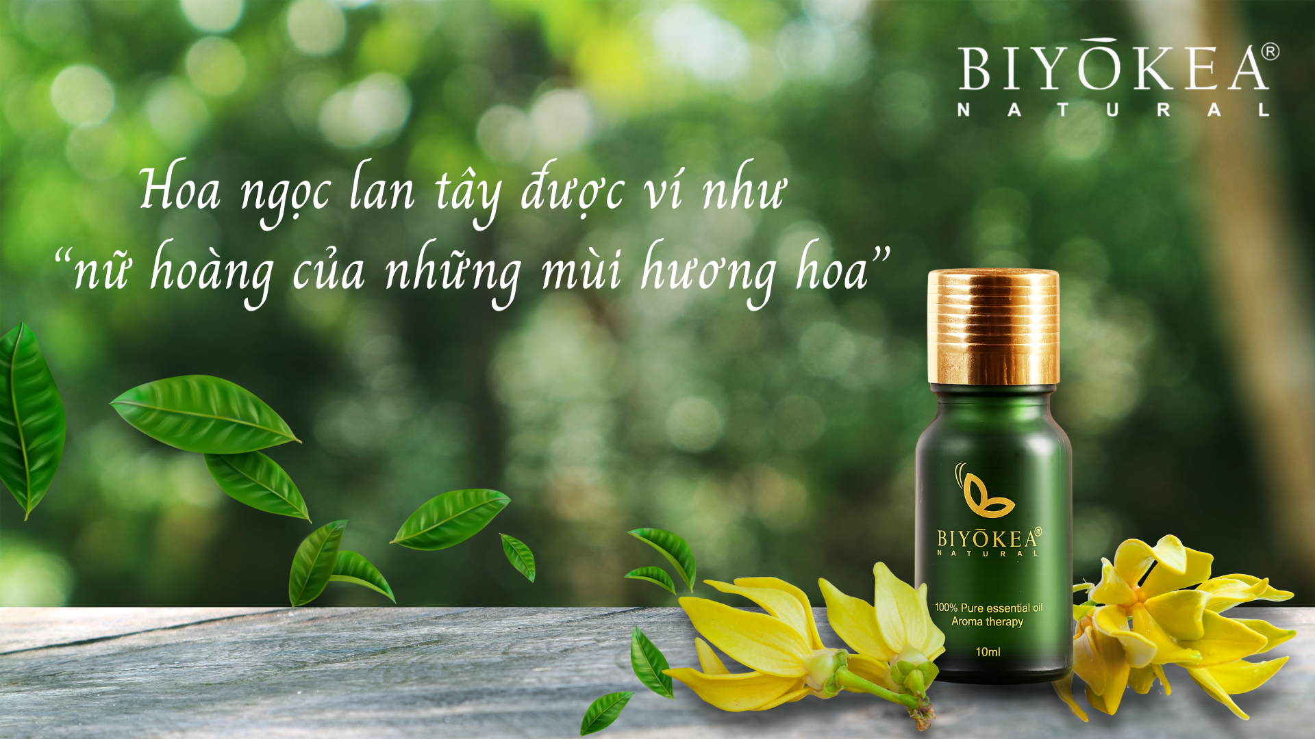 Tinh Dầu Ngọc Lan Tây