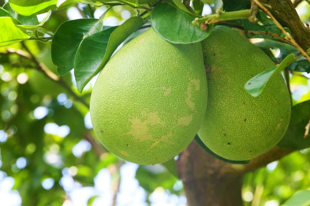 Công dụng của vỏ bưởi