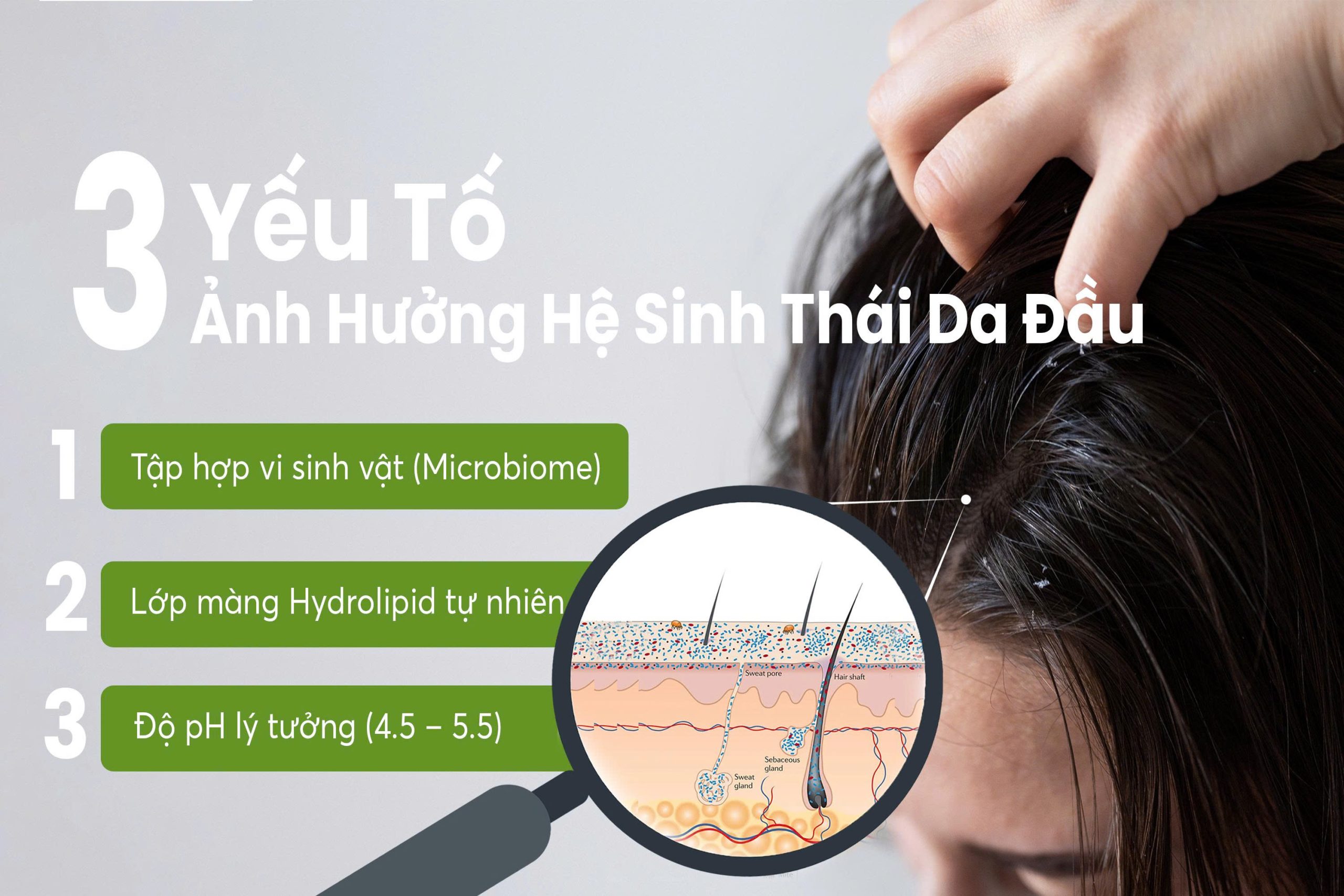 3 yếu tố ảnh hưởng đến hệ sinh thái da đầu